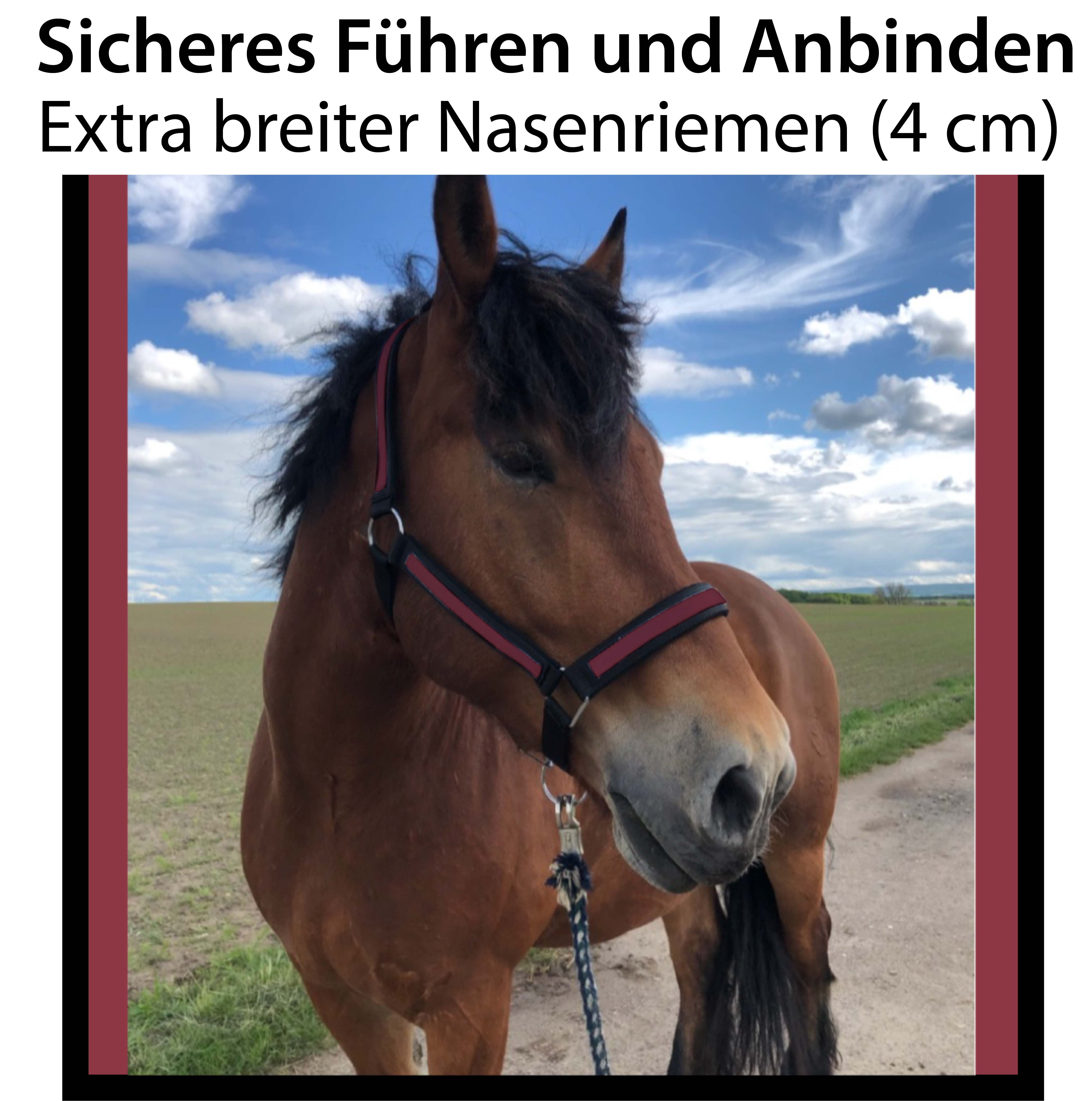 Halfter für Kaltblut Pferde, extra groß & stabil
